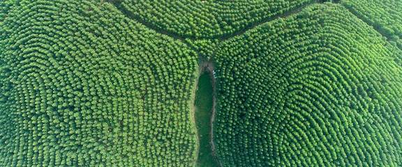 廣西鹿鼎林業(yè)集團(tuán)有限責(zé)任公司承接總公司業(yè)務(wù)介紹